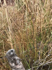 Rytidosperma gracile