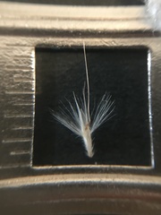 Rytidosperma gracile