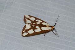 Haploa confusa