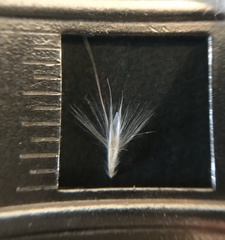 Rytidosperma gracile