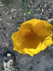 Eschscholzia papastillii