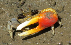 Tubuca coarctata