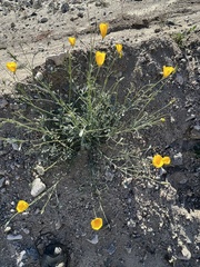 Eschscholzia papastillii