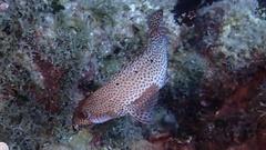 Cephalopholis cruentata