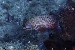 Cephalopholis cruentata