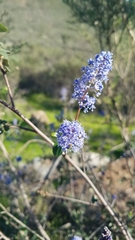 Ceanothus tomentosus