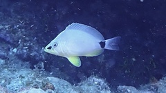 Hypoplectrus unicolor