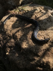 Atractus crassicaudatus