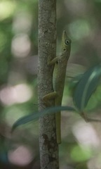 Anolis roquet