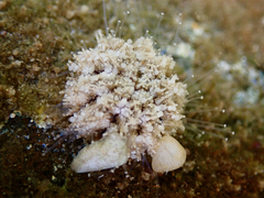 Euechinoidea