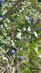 Ceanothus tomentosus