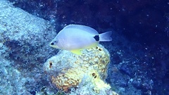 Hypoplectrus unicolor