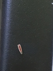 Erythridula lawsoniana