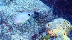 Hypoplectrus unicolor