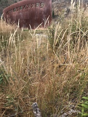 Rytidosperma gracile