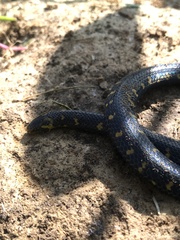 Atractus crassicaudatus