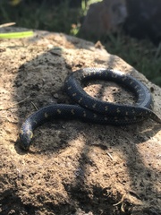 Atractus crassicaudatus