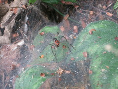 Aglaoctenus castaneus