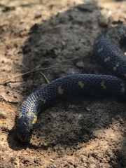 Atractus crassicaudatus