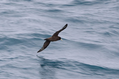 Procellaria aequinoctialis