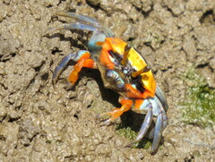 Tubuca coarctata
