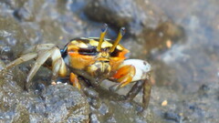 Tubuca coarctata