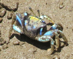 Tubuca coarctata