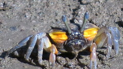 Tubuca coarctata