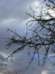 Parkinsonia x sonorae