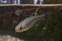 Pseudomugil signifer