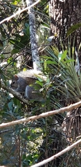 Sciurus carolinensis
