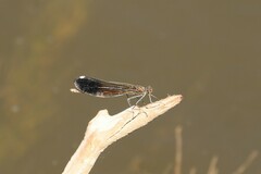 Calopteryx aequabilis