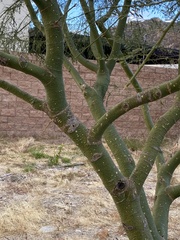 Parkinsonia x sonorae