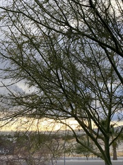 Parkinsonia x sonorae