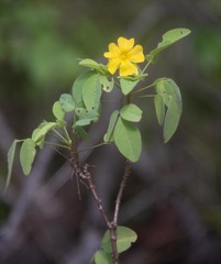 Oxalis frutescens