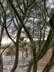 Parkinsonia x sonorae