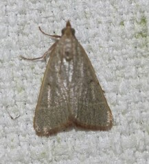 Hypsopygia albidalis