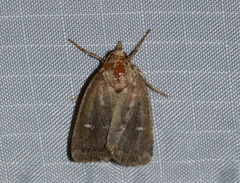 Eriopygini