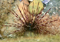 Diadema savignyi