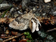 Xanthorhoe quadrifasiata