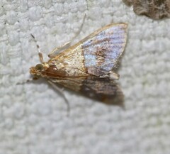 Tetracona amathealis