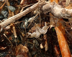 Xanthorhoe biriviata