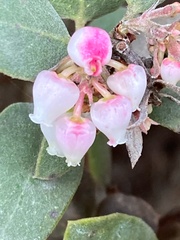 Arctostaphylos morroensis