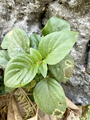 Ocimum basilicum