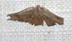 Xenomusa metallica