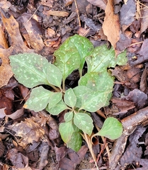 Pachysandra procumbens
