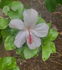 Hibiscus arnottianus