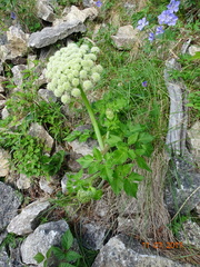 Angelica saxatilis