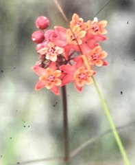 Asclepias lanceolata