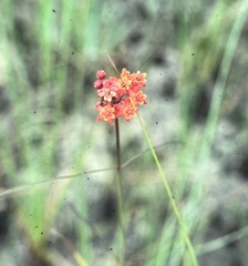 Asclepias lanceolata